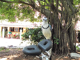 Pigeon On Spiderflex Seat in Panama